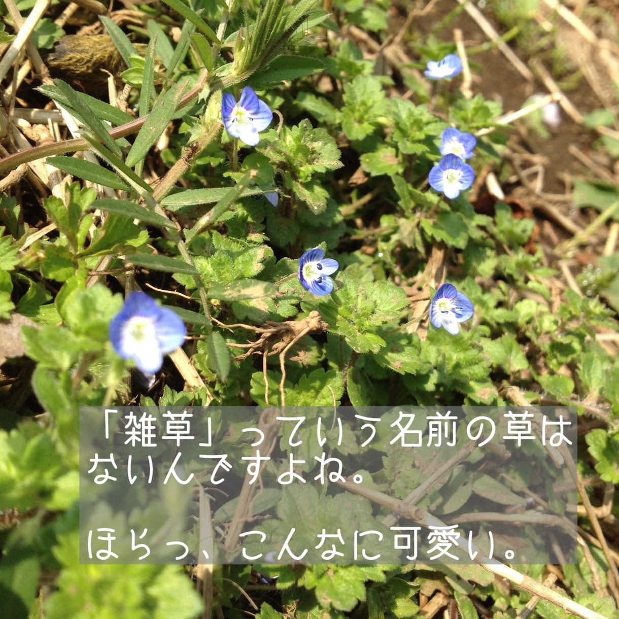 ふわっと話しをおききします やるせな〜いモヤモヤに寄り添います。 イメージ4