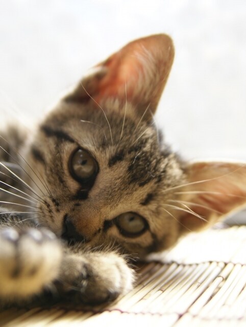 1分～ok♪あなたが抱えているお悩みをお聞きします 溜め込んでる物を吐き出しちゃいましょう☆お気軽にどうぞ♪ イメージ2