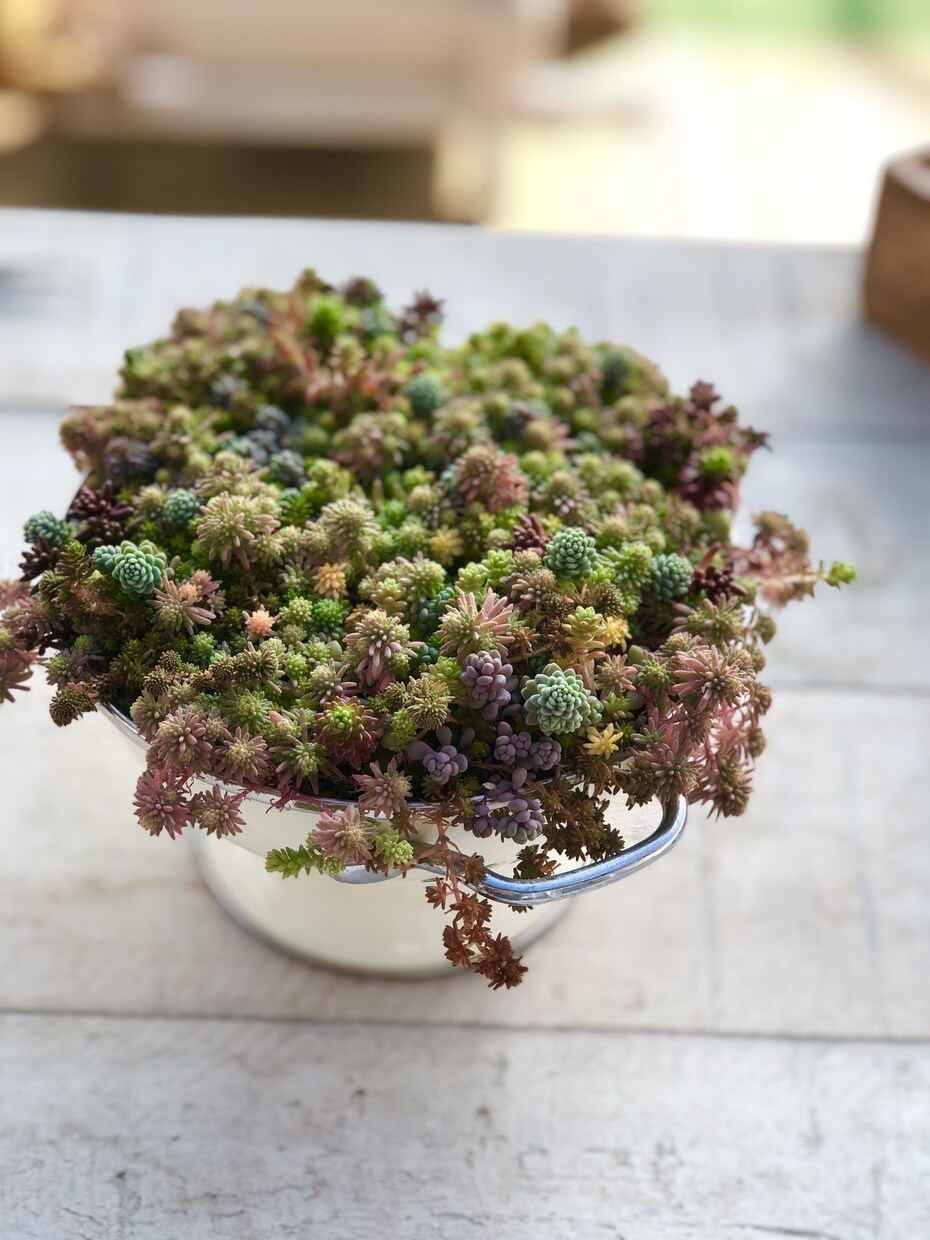 多肉植物のお悩み解決のお手伝いいたします 属種により違う育て方、寄せ植え方をお教えします！ イメージ4