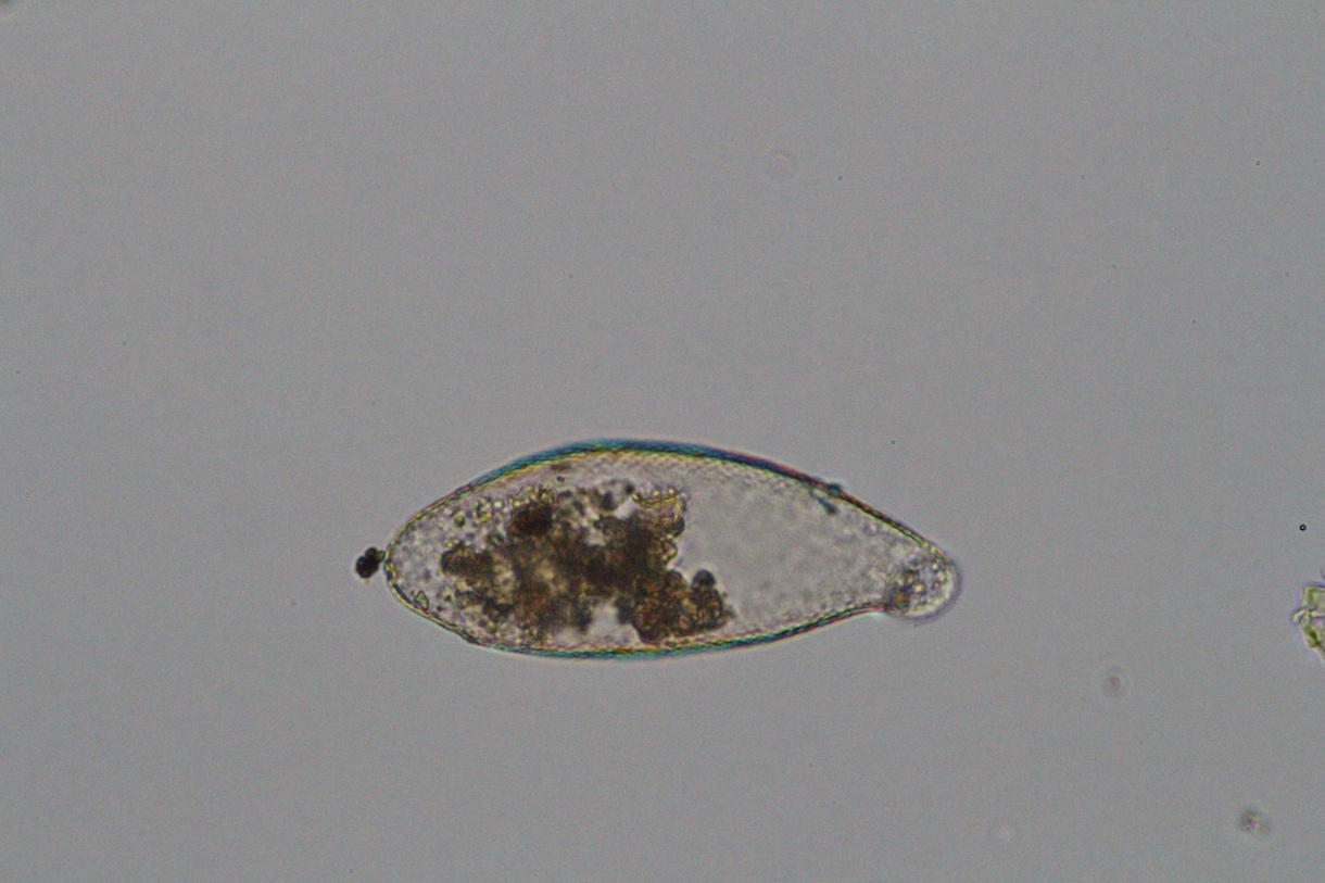 プランクトンの顕微鏡写真を提供します 元生物教師がミジンコやボルボックスの綺麗な写真を撮りました。 イメージ2