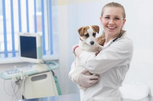 犬・猫の病気・フード・しつけ等のお悩みを解決します ペットに関するお悩みがあればぜひご相談下さい。 イメージ1
