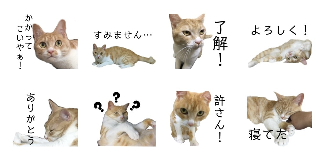 あなたの可愛いペットのLINEスタンプを作ります 画像共有頂いて、LINEスタンプを作成します！ イメージ1