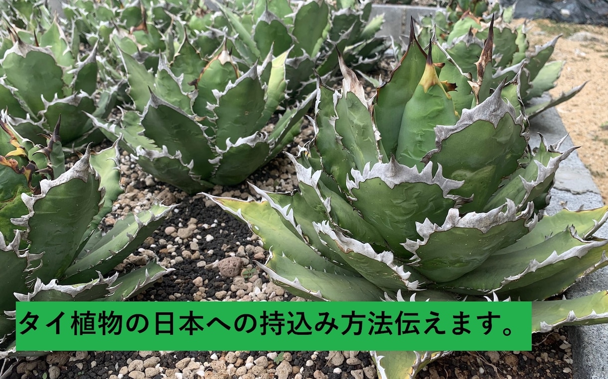 タイからの植物輸入方法お伝えします 多肉植物、塊根植物等の日本への正式な持込み方法をお伝えします イメージ1