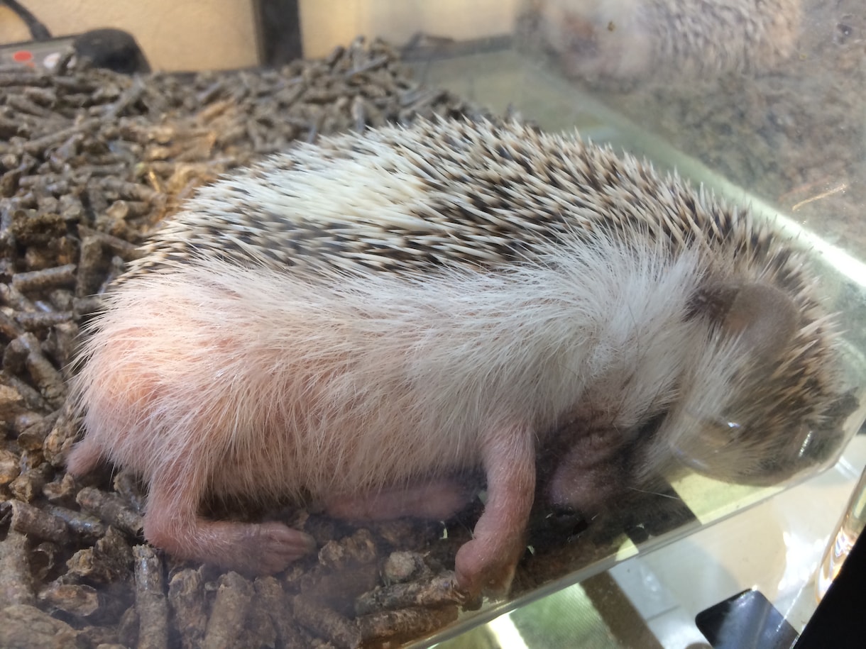 現役ショップ店員が、犬猫、小動物、爬虫類、猛禽類の飼育についてなんでもお答えします！（魚以外） イメージ1