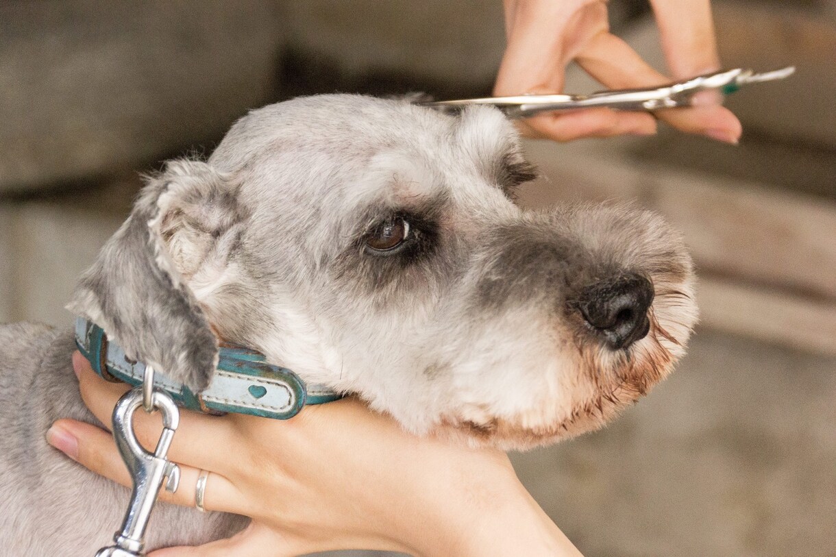 わんちゃんのご相談何でも承ります ご愛犬のことでお悩みの飼い主さまへ イメージ2