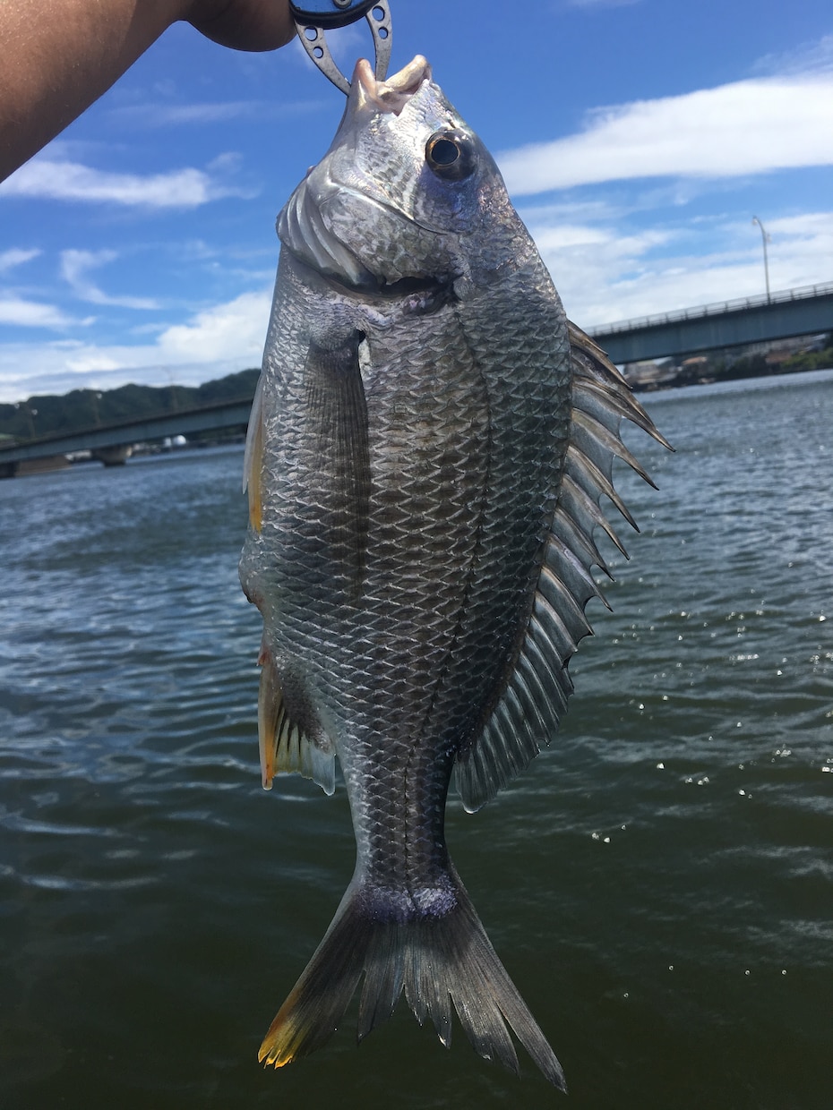 高知市でチヌ釣りガイドいたします チヌをどうしてもルアーで釣ってみたい方！ イメージ3