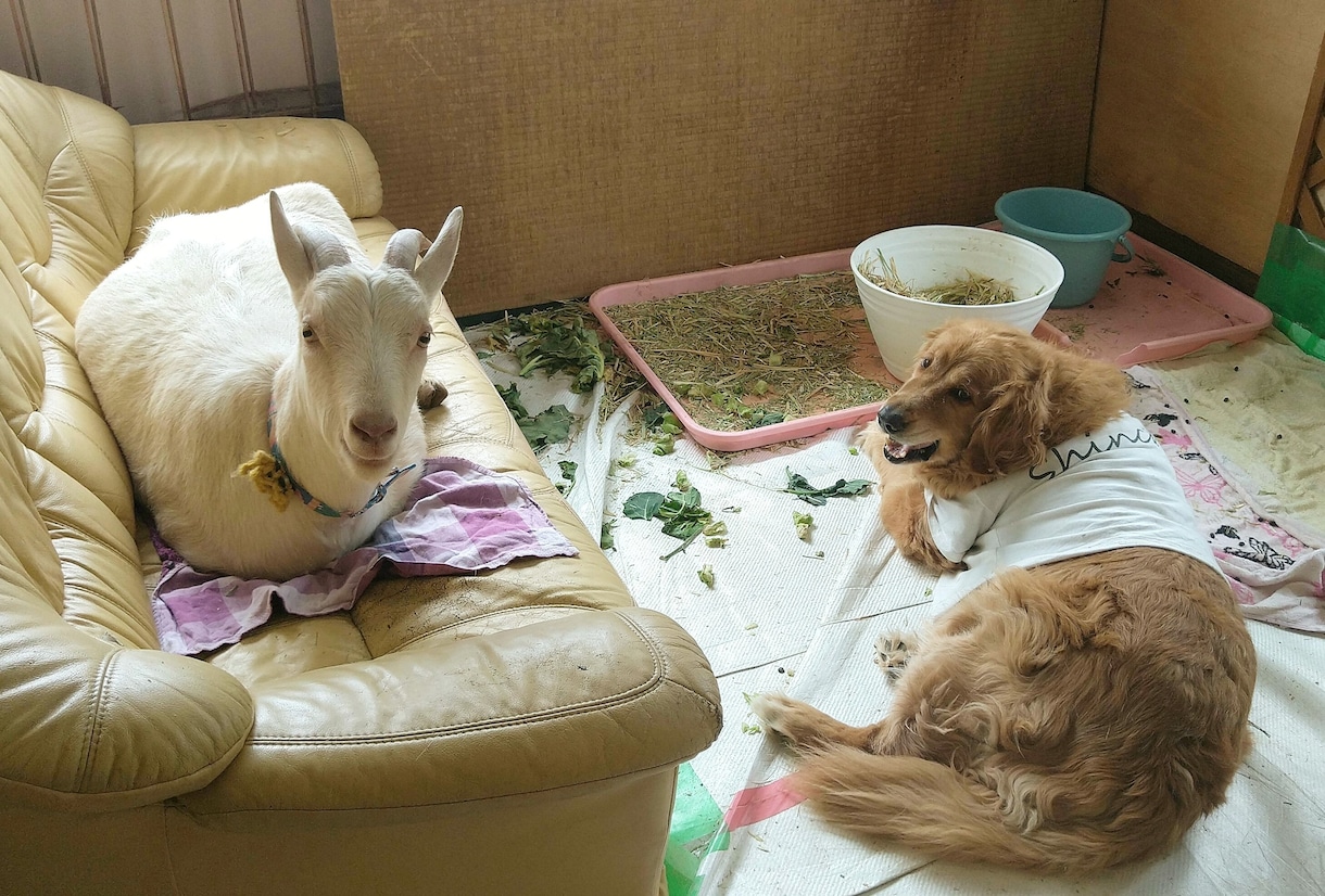 アニマルコミュニケーションで安心をお届けします 動物たちの小さな声を「心のスピーカー」で受け取りませんか？ イメージ2