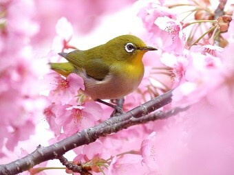 心の浄化をします あなたのお悩み、心理、占い、ご相談下さい。 イメージ1