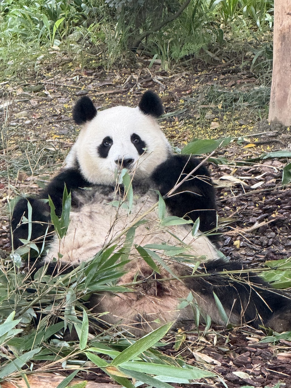 中国語ネイティブと50分リアルな中国語を話しせます 初心者大歓迎！教科書にとらわれず、好きな話題で楽しく会話！ イメージ2