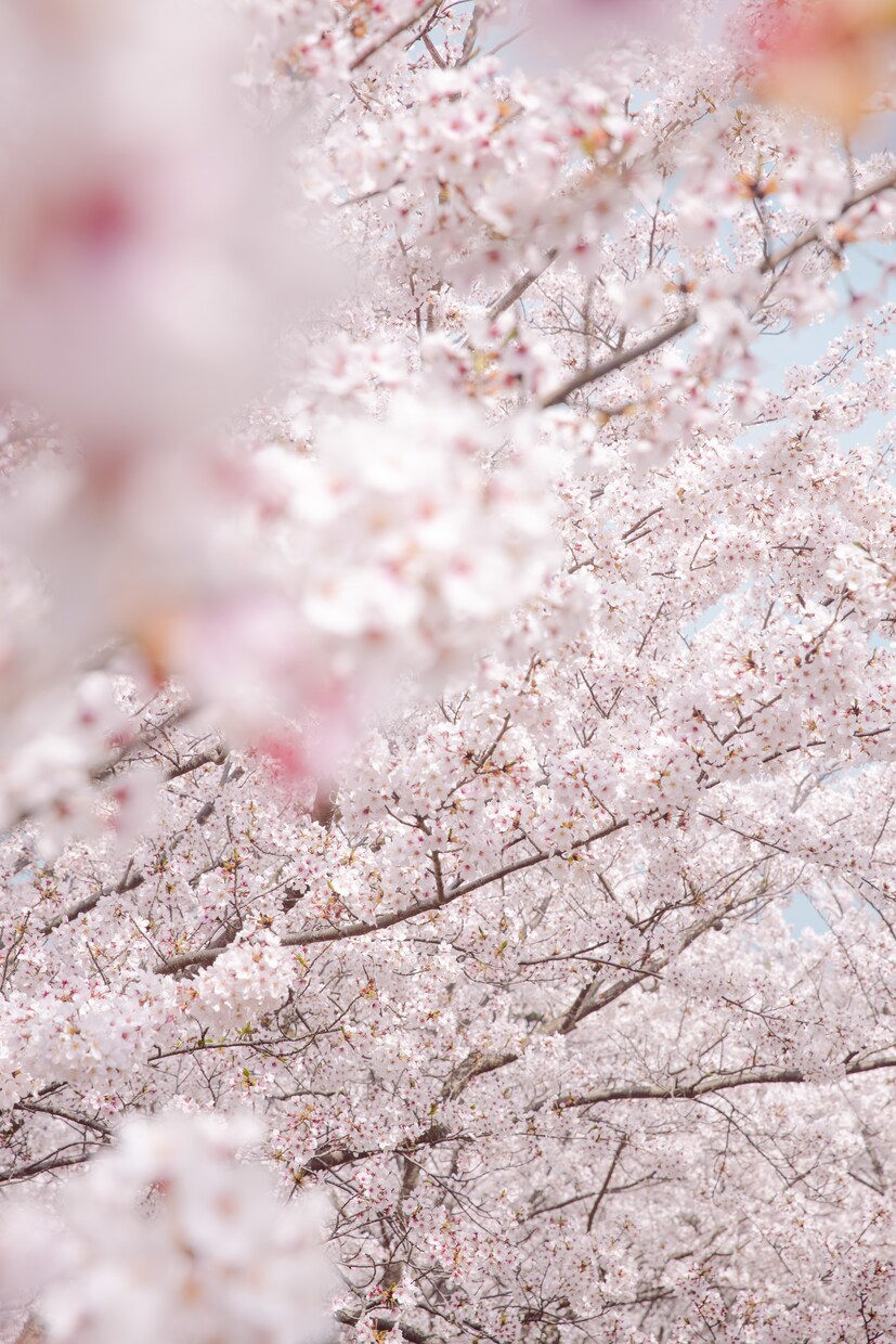 撮ってほしい写真を代行して撮ります ホームページや物撮りなど使いたいものを撮ります。 イメージ5