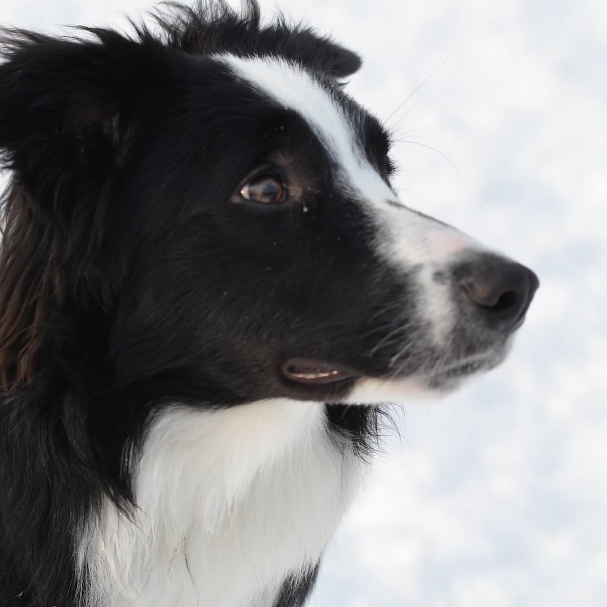 ドッグトレーナーが犬のしつけなどの記事を執筆します アフィリエイトやペット系サイトを運営する方へ イメージ1