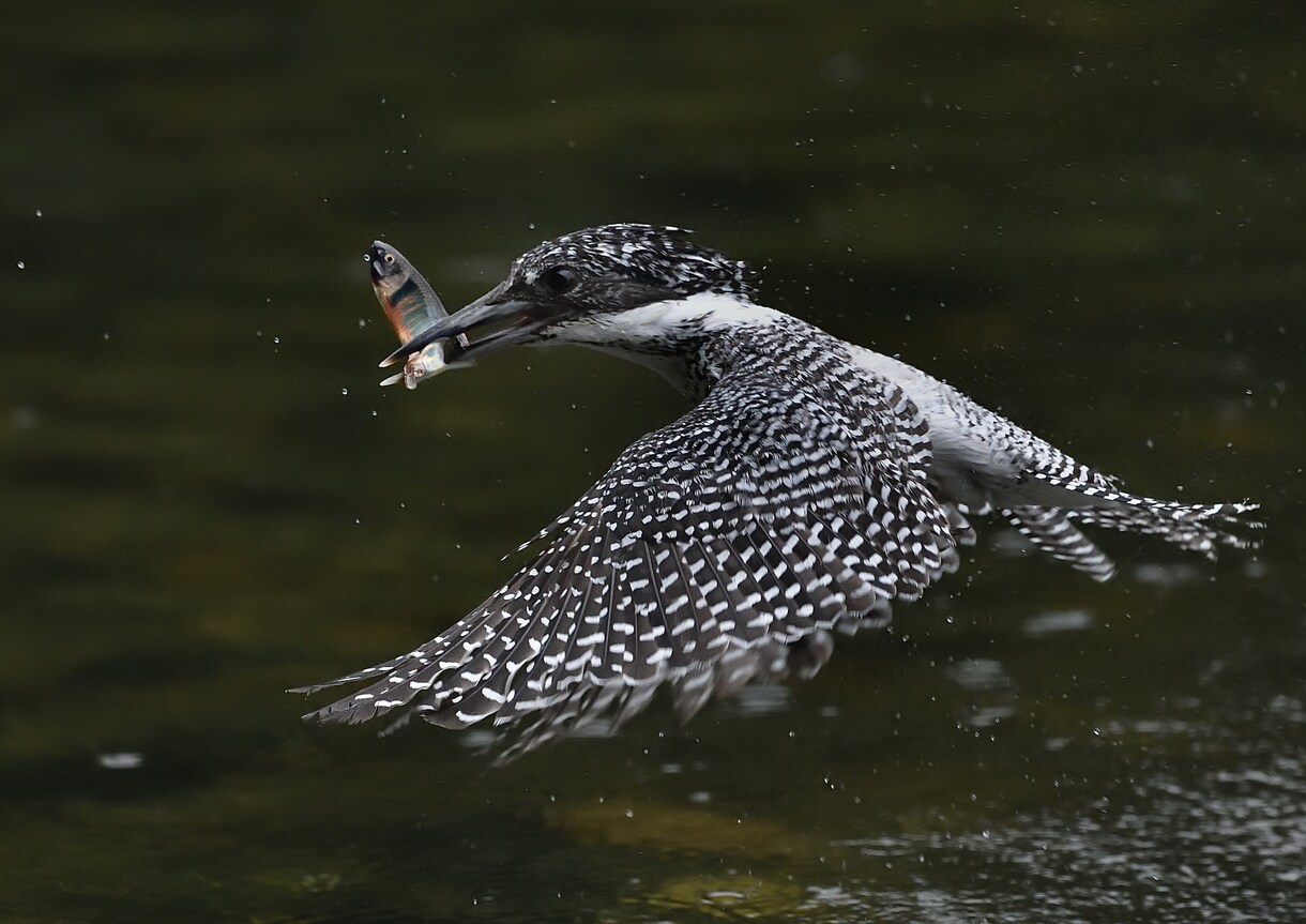 野鳥の写真を提供します 日本で見られる野鳥を季節を問わず撮影しています。 イメージ5