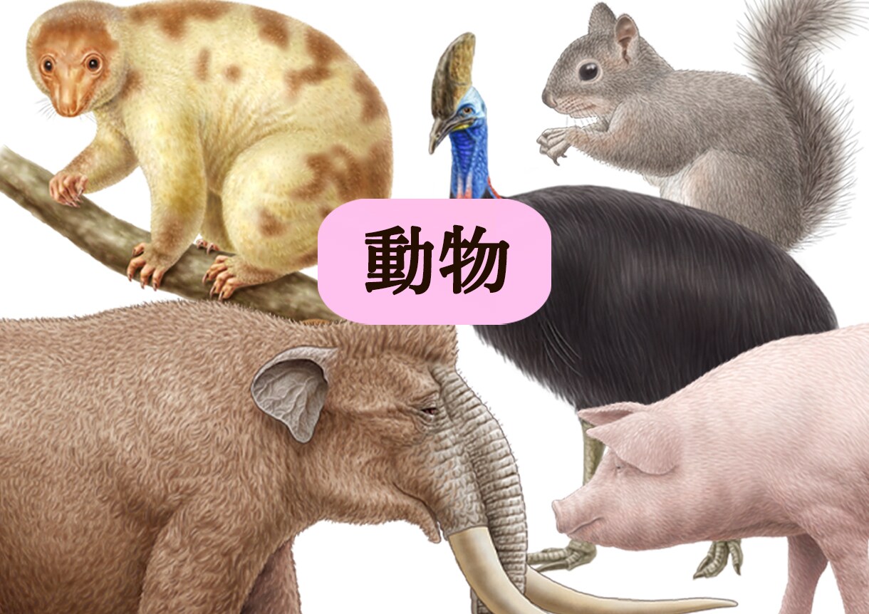図鑑・教科書・教材のリアルなイラストを描きます 学術対応可能、教材・論文・専門書向けの正確な図版を提供します イメージ4