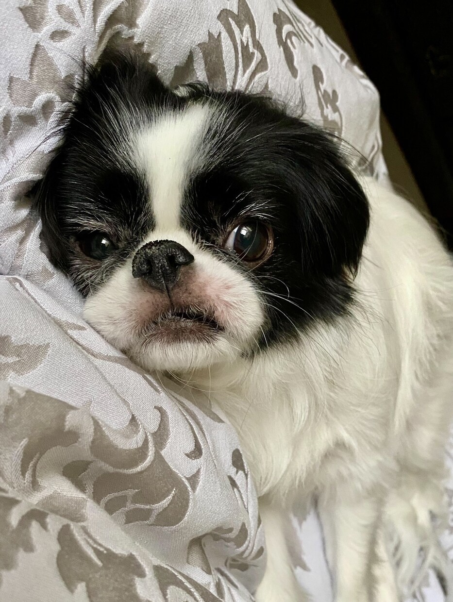 ２回目以降のペットのお悩みこちらから承ります ～お話されることで飼い主さまの心が少しでも和らぎますように～ イメージ1