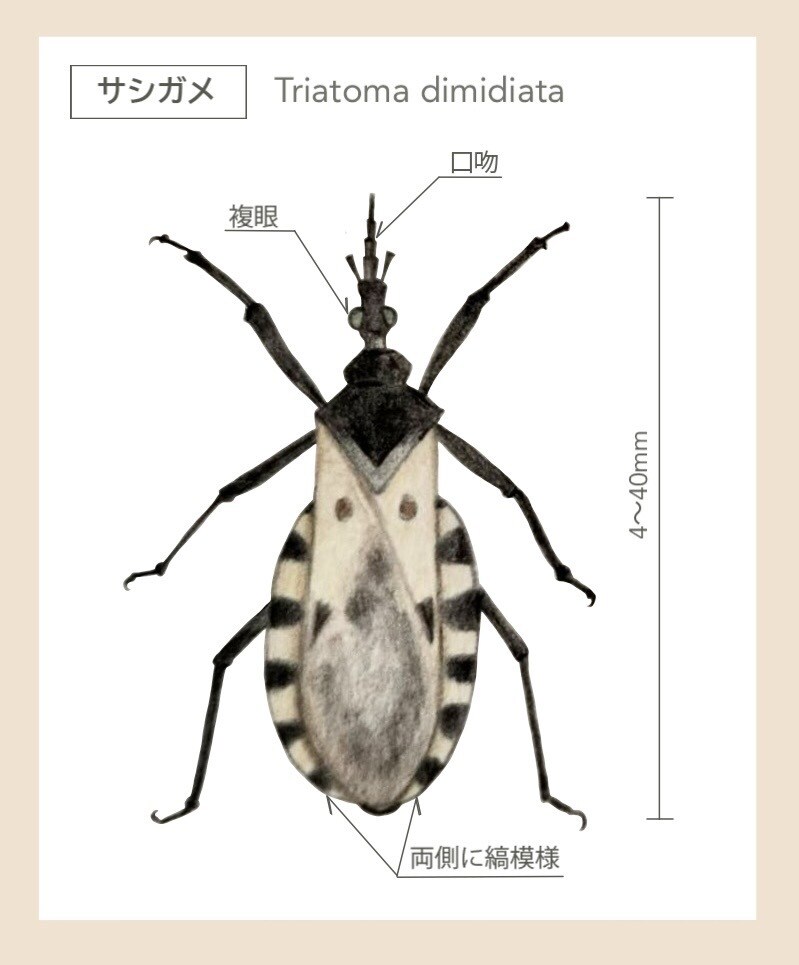 メディカルイラストを作成します 獣医師が知識を生かして丁寧に制作 イメージ1