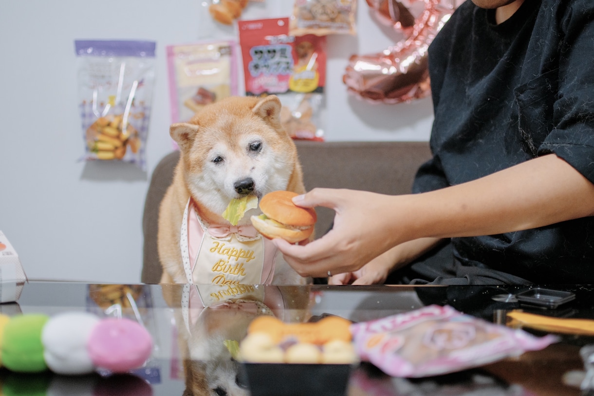 可愛い！ペット写真撮ります ペットの豊かな表情を！6hまで選択可能です！ イメージ10