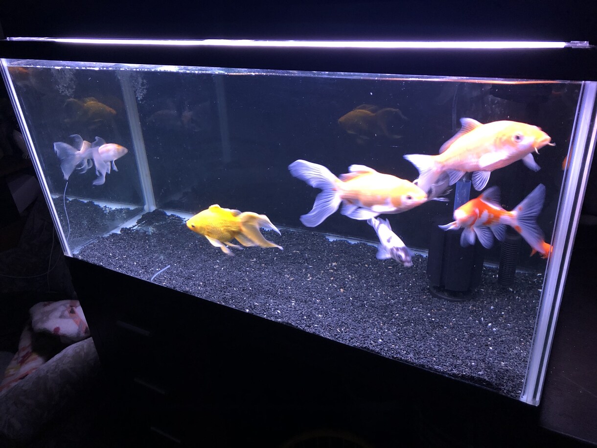 熱帯魚、アクアリウムについてお答えします アクアリウムについての疑問、魚の病気飼育環境 詳しく回答！ イメージ3