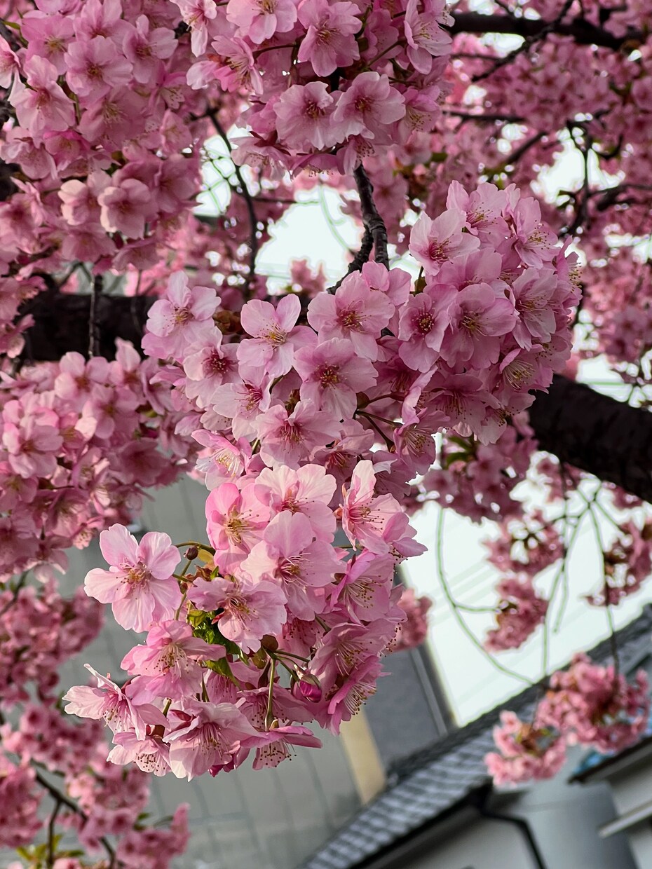 とても綺麗な風景の写真をお届けしますます 綺麗！可愛い！すてき！行った気になる！ イメージ6