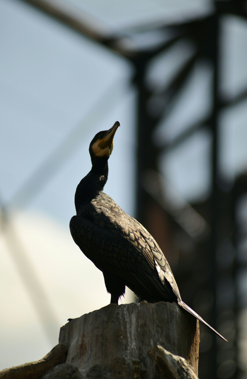 写真データ販売致します 鳥など自然を撮っております。色々な写真があります。 イメージ4