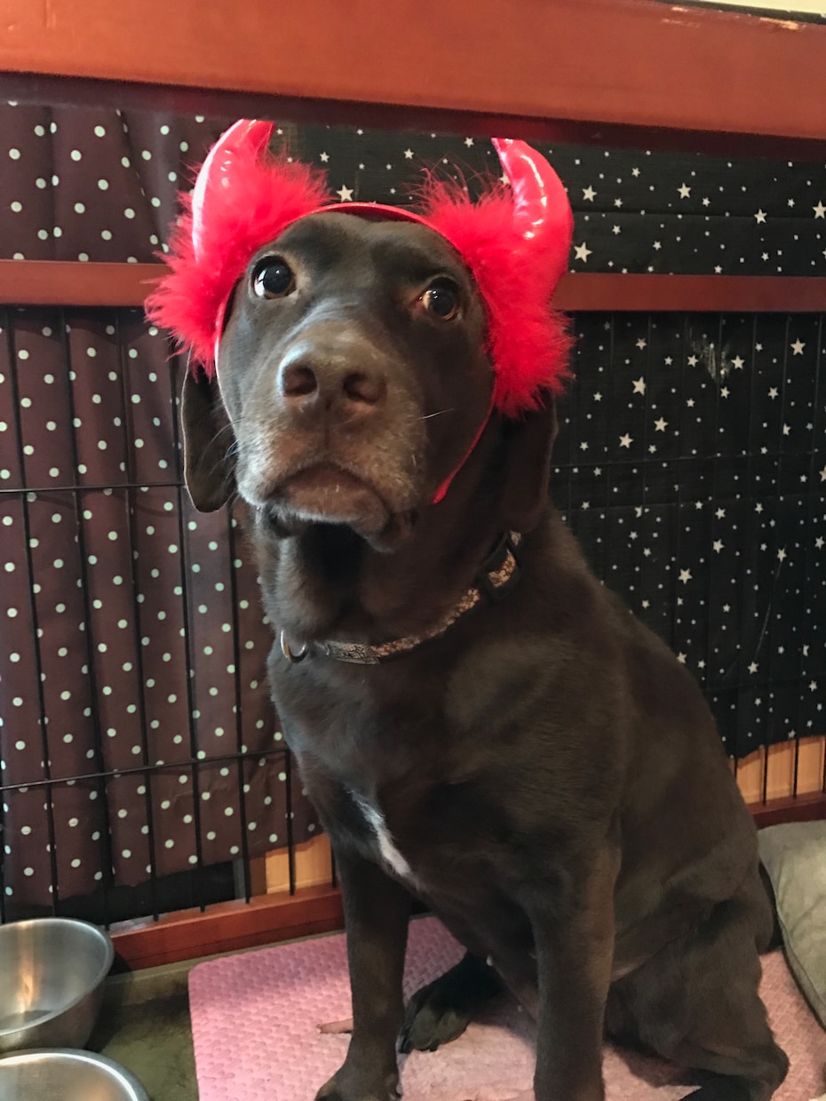 飼い犬の事で困っている方相談にのります 犬の飼い方や世話などで悩んでいる方 イメージ2