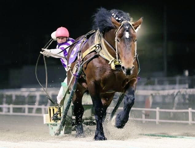 ばんえい競馬の予想方法を教えます ばんえい競馬をもっと楽しみたい方へ イメージ1