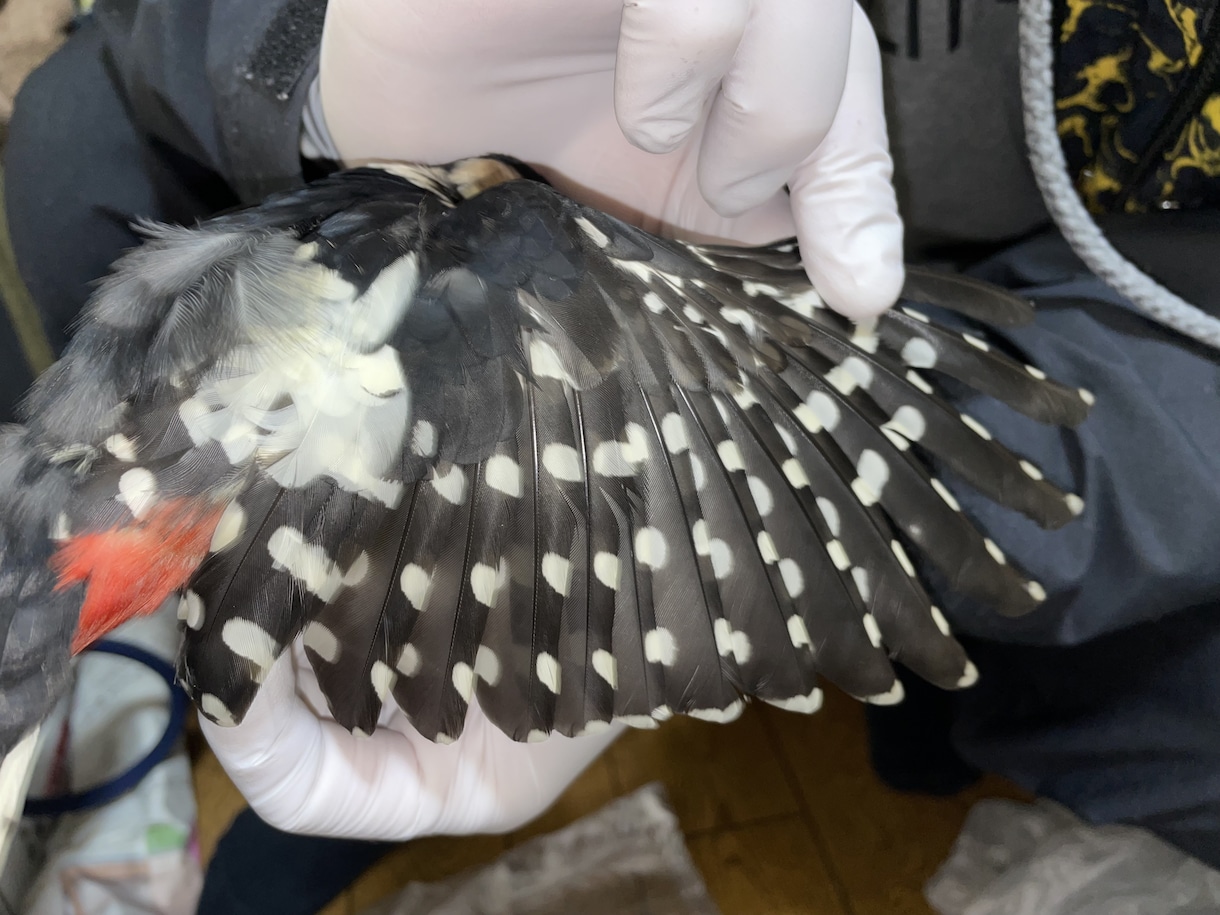 分からない野鳥教えます 〜初心者から最短で野鳥博士になりませんか？〜 イメージ5