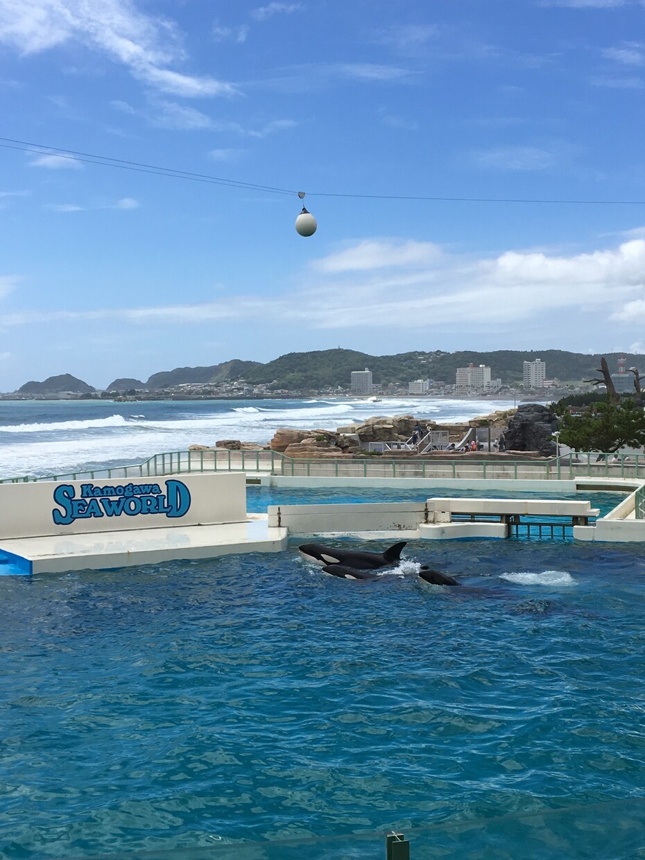 オススメ水族館、プランを提案致します イベントプランナーがあなたの旅をサポート‼︎ イメージ3