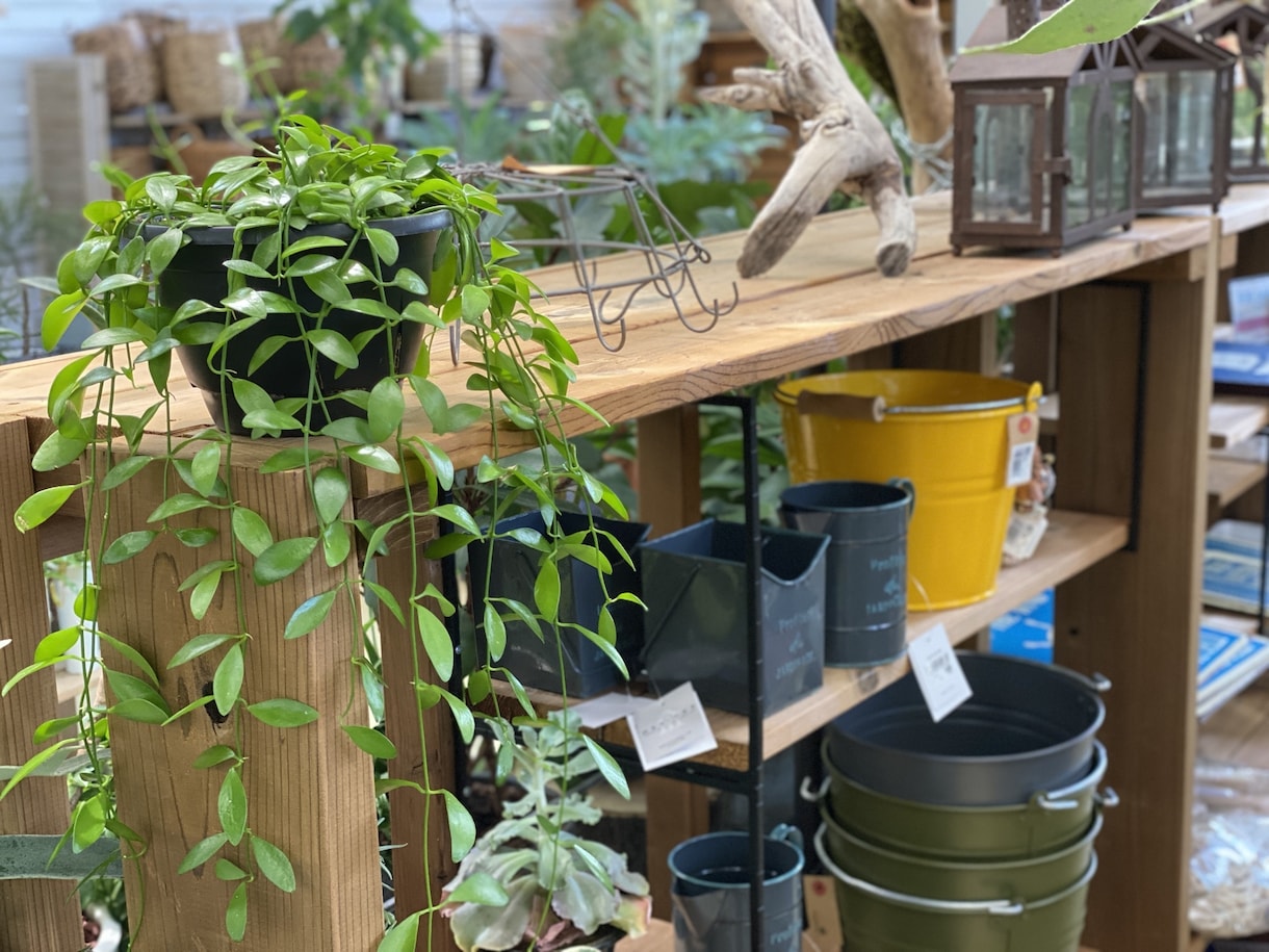 おうちの観葉植物コーディネート致します 育てやすく、長く楽しめるグリーンをご提案します。 イメージ2