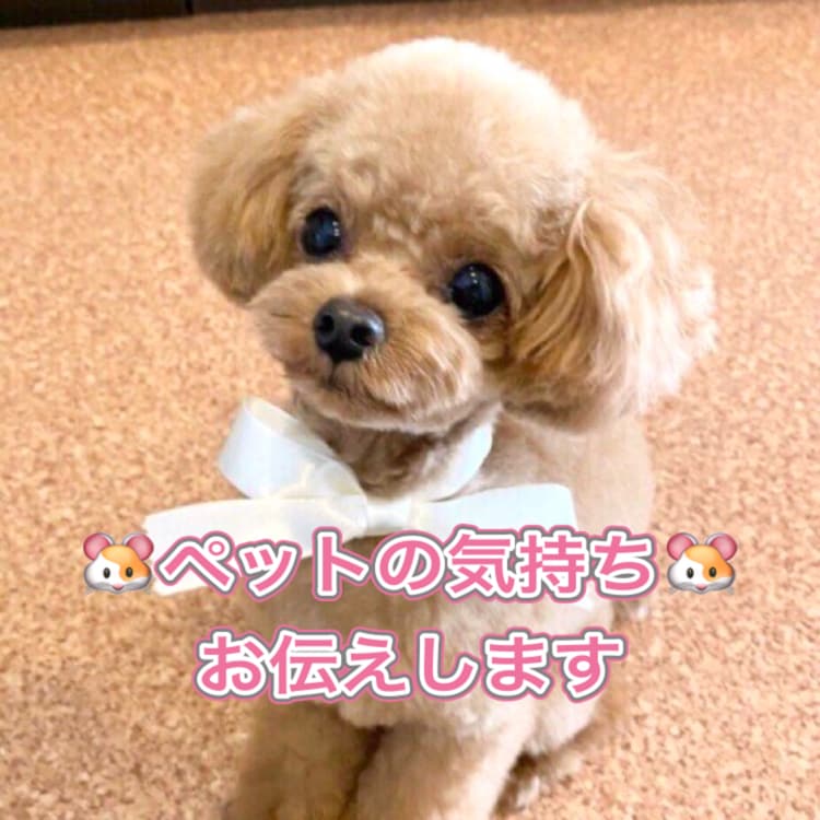 ペット対話いたします 元気がない、どう思ってる?等の言葉をリアルタイムで通訳します イメージ1