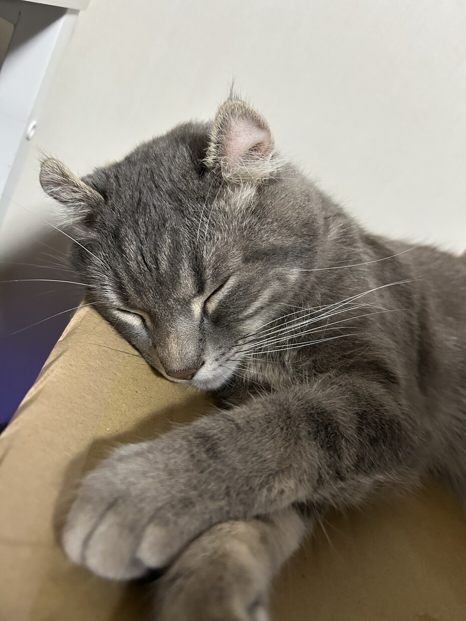 猫のぽむちゃんがあなたの話し相手になります 猫ちゃんとお話しして癒されていきませんか？ イメージ4