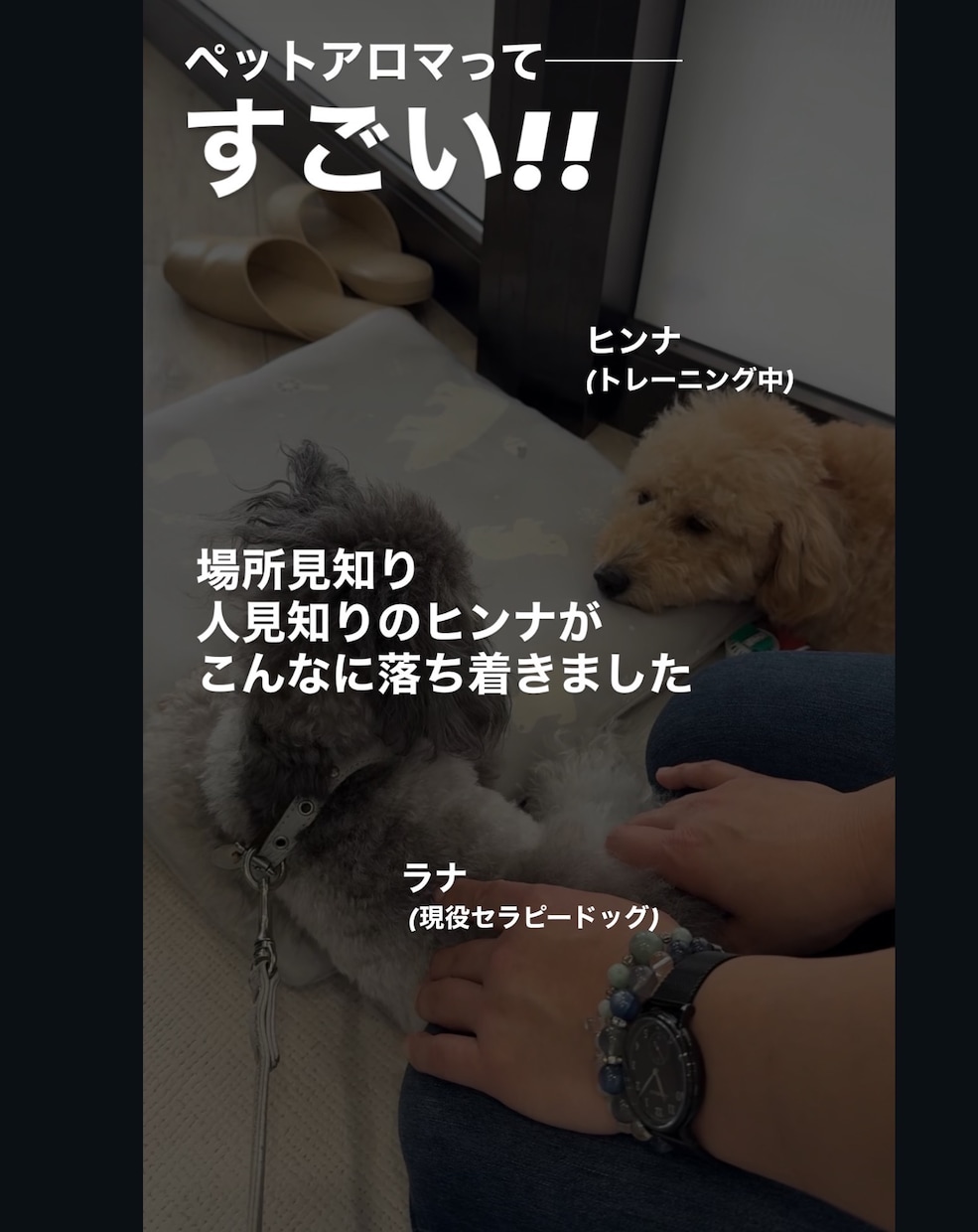 犬猫のペットアロマホームケアの基本を教えます 犬や猫がいても香りを使って大丈夫？基礎を学べる90分 イメージ4