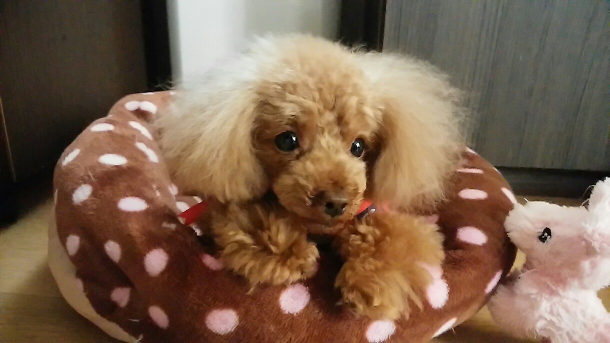 可愛いトイプーちゃんで癒されましょう イメージ1