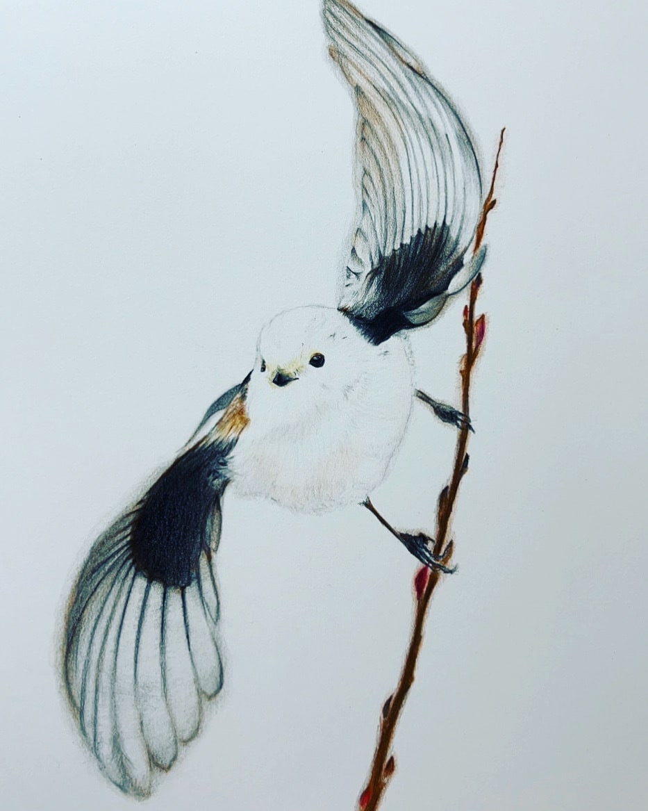 写真からペットイラストを色鉛筆で手描きします 写真とは違う温もりを優しいタッチで、心を込めて制作します イメージ6