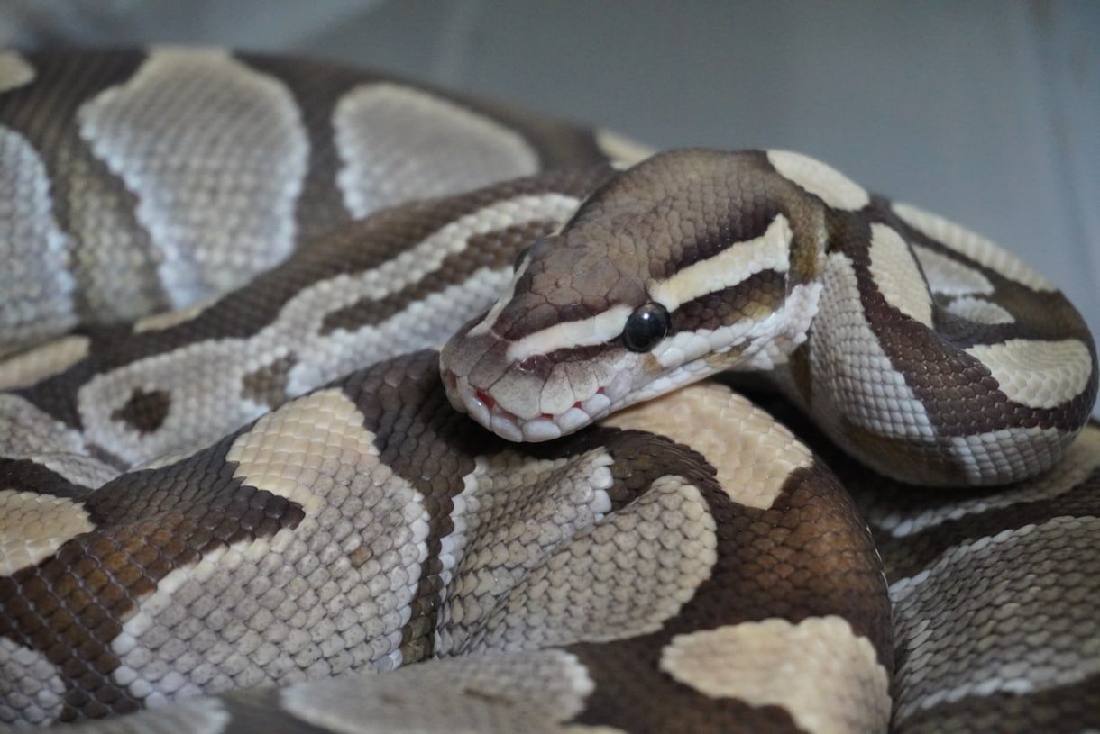 動物の飼育相談、問題行動相談になっております 犬、猿、フクロウ、モモンガ、爬虫類全般、その他飼育経験あり イメージ6