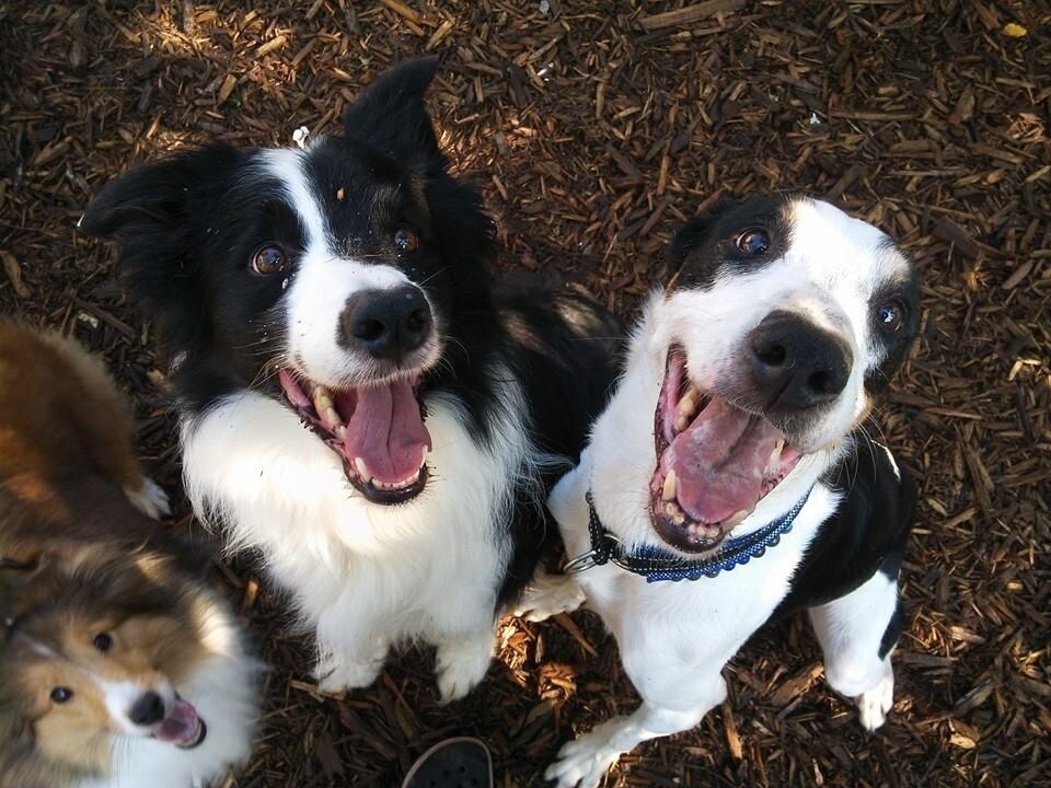 犬業界40年あなたの愛犬のお悩み相談に乗ります 訓練士歴40年引退訓練士がお答えします イメージ1