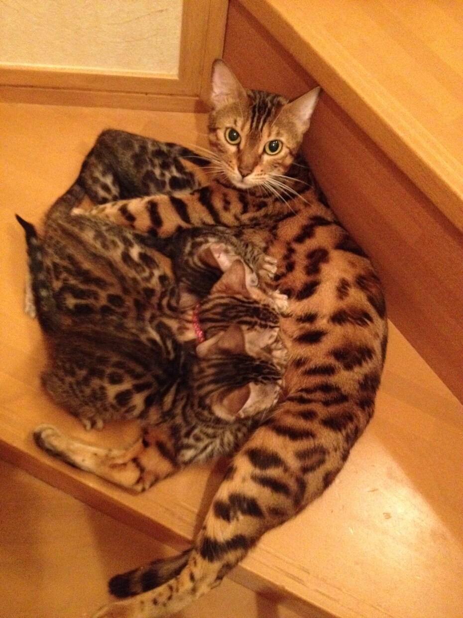 3日間無制限！専門家が猫ちゃんの出産サポートします 妊娠中の猫ちゃんから出産時、育児中の猫ちゃんまで イメージ4