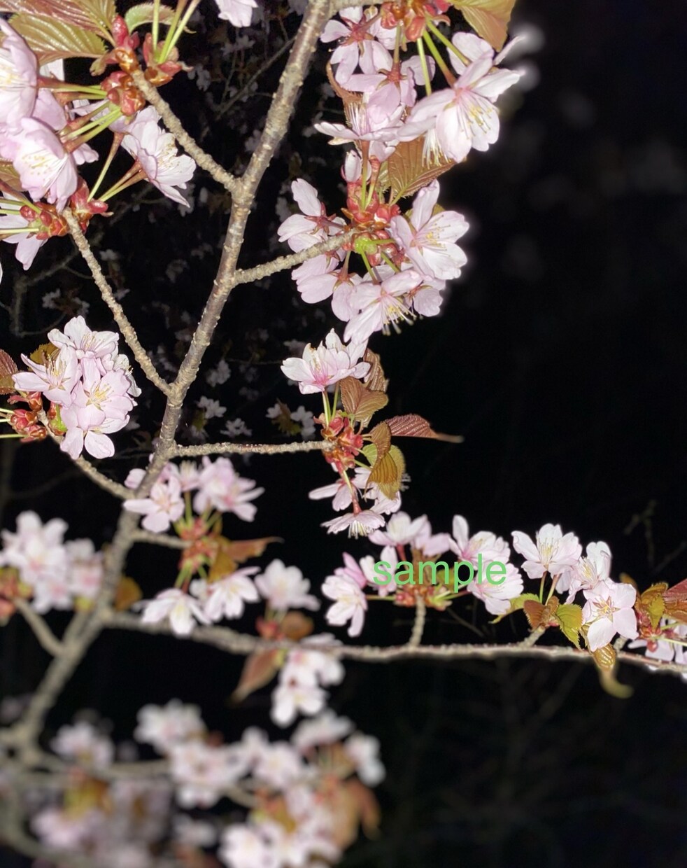 北海道の大自然を、季節感のある写真で販売します ＊°.大自然の美しさ提供します.°＊ イメージ4