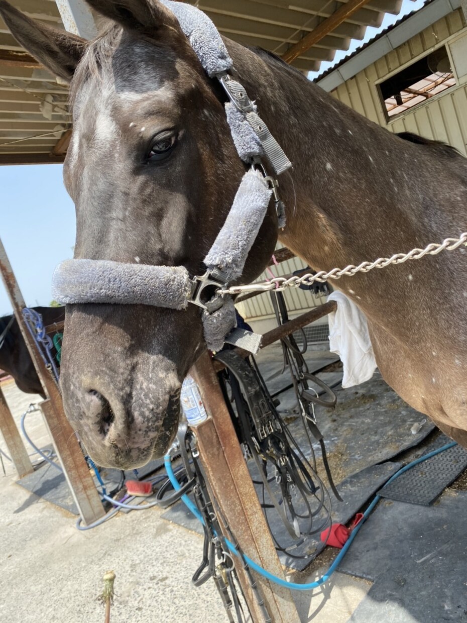 特別」馬の乗り方教えます 乗馬始めたい！乗馬始めたばかり！大会で成績出したいなどなど！ イメージ2