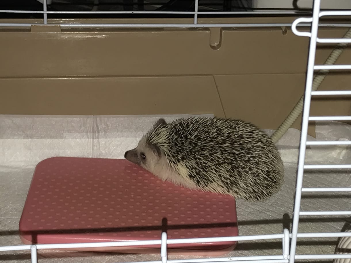 ハリネズミの飼い方＆買い方教えます ハリネズミ飼育の経験に基づいたアドバイス。 イメージ3