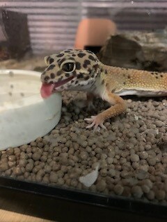 魚の飼育について教えます 水槽のレイアウト、飼育する時の注意点などについてお答えします イメージ5