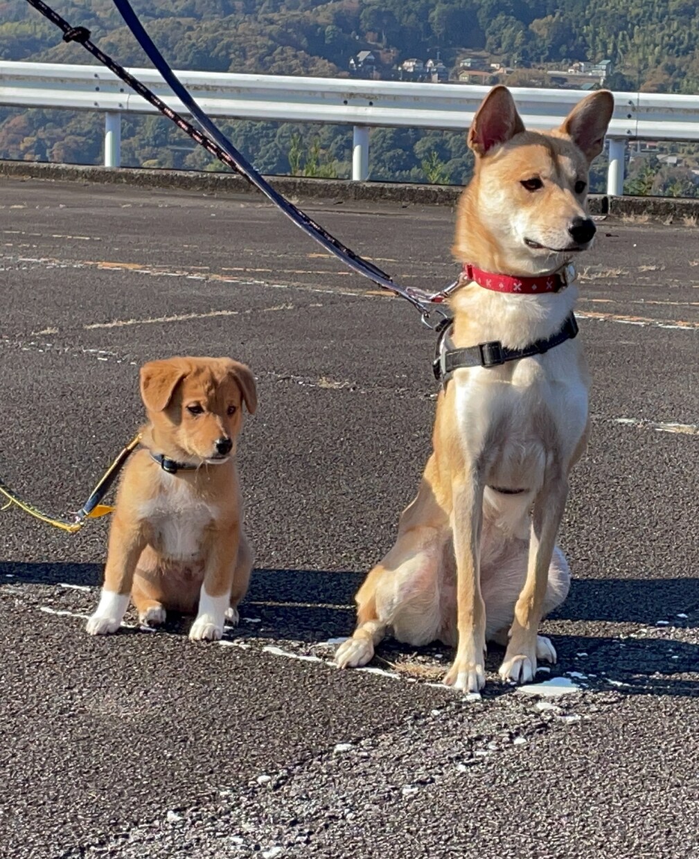 懐かない野犬(保護犬)が家族になるサポートをします (水族館で多くの野生動物経験を、野犬のしつけに活用) イメージ1