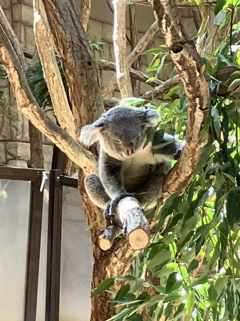 可愛い動物を見て癒やされます あなた用可愛い動物写真を提供します。 イメージ1