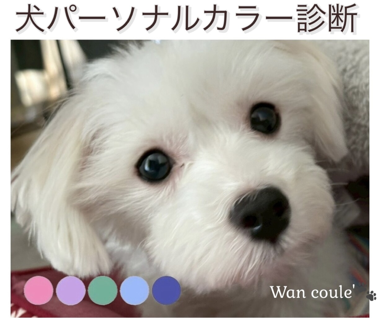 ペット（犬専門）パーソナルカラー診断します 犬パーソナルカラー診断の資格者が愛犬の魅力を色で引き出します イメージ1