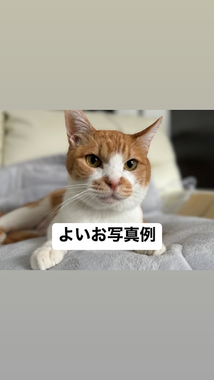 ペットちゃんに気になることを質問できます 不安やモヤモヤを安心へ変えるひととき イメージ2