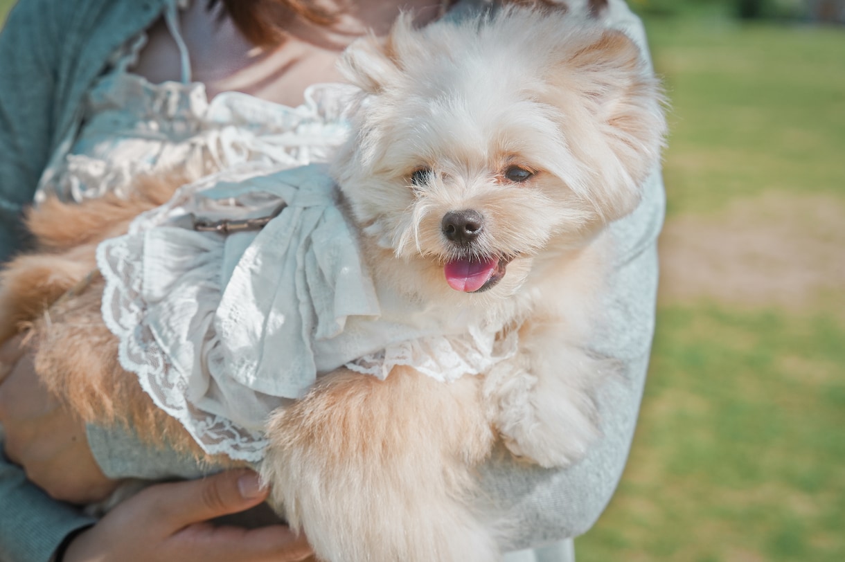 犬【SNS掲載なし】わんちゃんのお写真撮影します 何気ない毎日を、かけがえのないキヲクに。 イメージ2