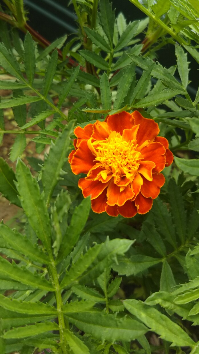 風景や花の写真を投稿します ずっと、見ていたくなったから皆さんに届けたい。 イメージ5