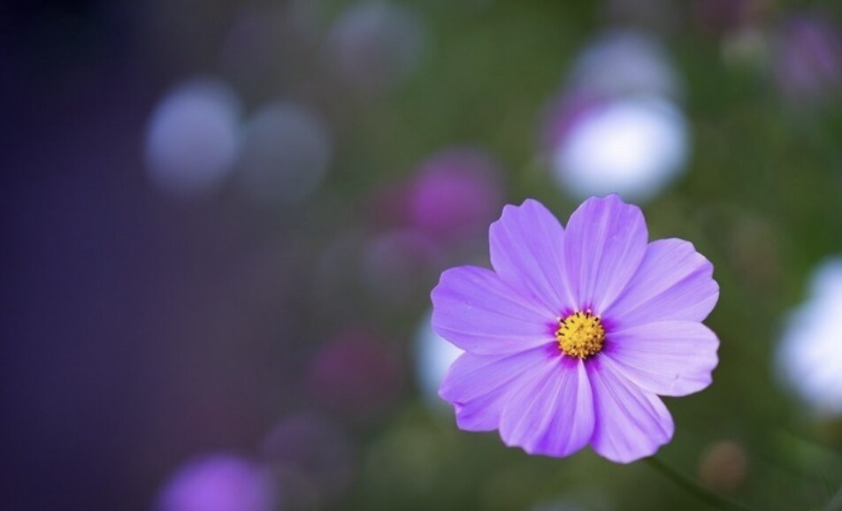 お子様への悩みに寄り添います ⭐︎今、必要なお花からのメッセージをお受け取り下さい！！ イメージ1