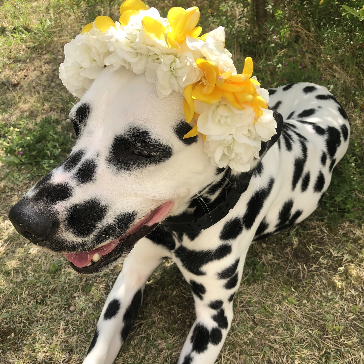 ワンちゃん&ネコちゃんの生花の首飾りを作ります 大切な家族の一員！記念にお写真を！ イメージ5