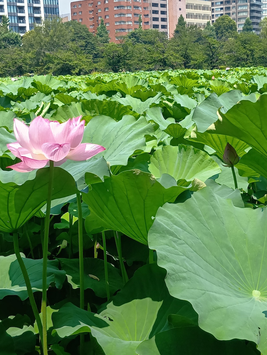 介護の悩みに答えます 在宅で介護する大変さをわかっています、お話聞きます。 イメージ1