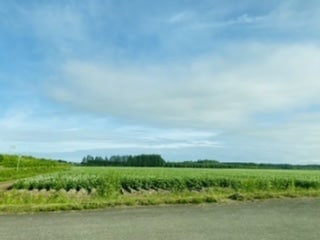 心細い方のお悩み相談聴きます 今まで頑張って来た方がゆるゆると力を抜き 気楽な方向へ イメージ2